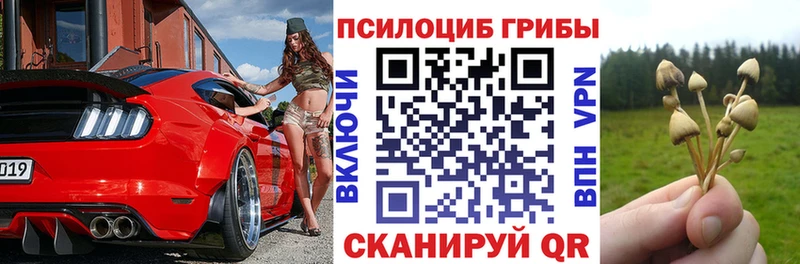 Псилоцибиновые грибы Psilocybine cubensis  как найти   Райчихинск 